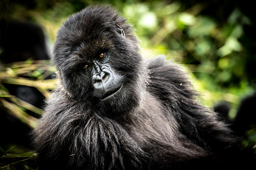 Portrait of adult mountain gorilla in the Volcanoes National Park