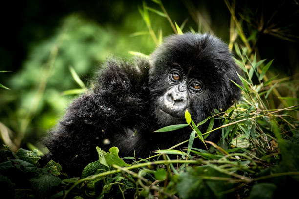 istock Young mountain gorilla in a bamboo forest makes eye contact. 1699204449
