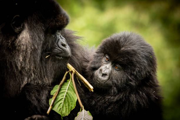 Mother and child mountain gorilla share a snack.