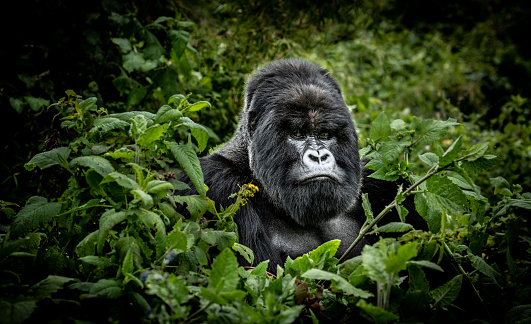 Silverback gorilla, head of the family Isimbi in Volcanoes National Park, Rwanda.