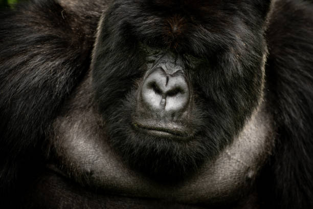 istock Closeup of Majestic Silverback Mountain Gorilla 1699208787