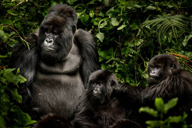 silverback-mountain-gorilla-