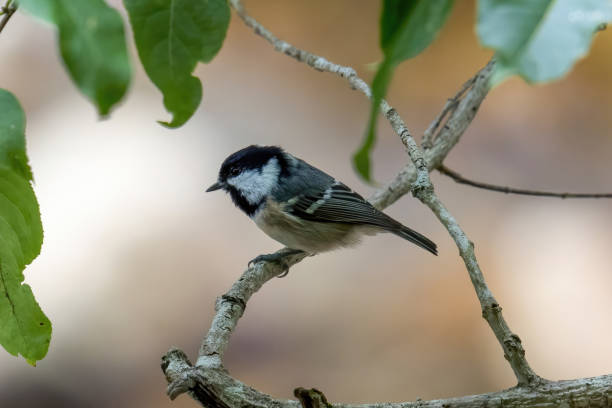 istock Coal tit on a branch of tree. 1699211019