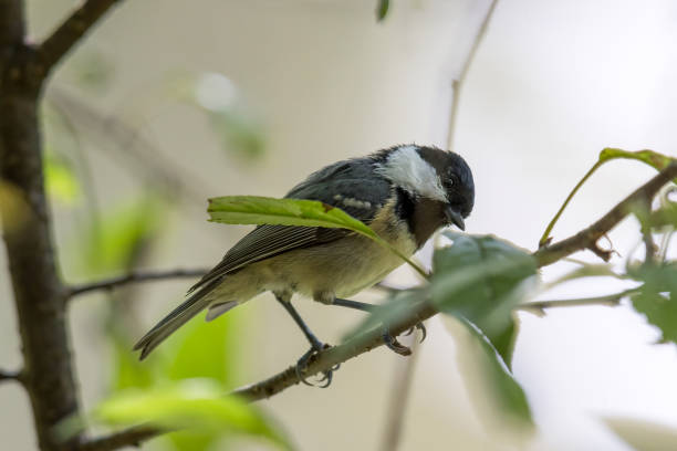 istock Coal tit on a branch of tree. 1699211026