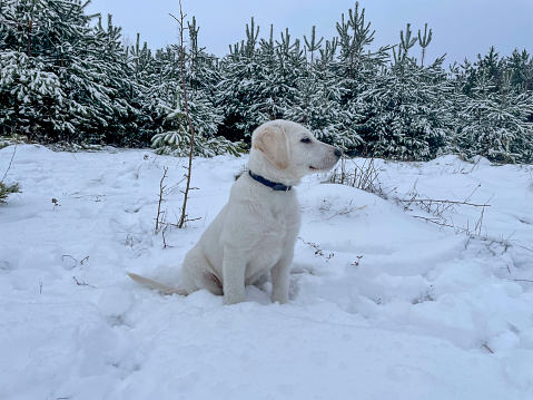 A white Labrador retriever puppy sits on white snow in a young pine forest.