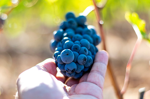 A farmer grasps with his hand a precise cluster of black grapes on the vine of a vineyard, analyzes the ripeness of his black grape production - is ready to be harvested - red wine production Ribera del Duero Toro Zamora - Spain