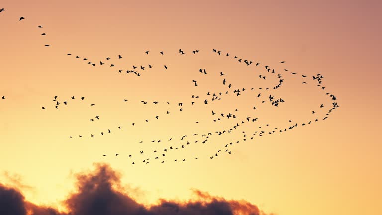 Wildlife Migratory flock of flying birds pelicans toward hot south Africa in sunset sky with scenic clouds, 4K natural Video