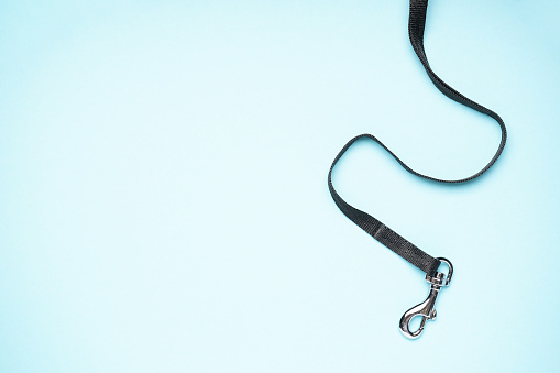 Dog leash with carabiner on a blue background, space for text, flat lay.