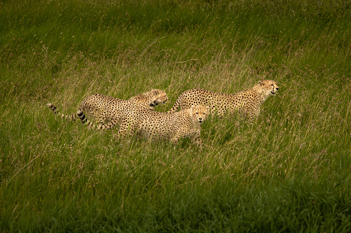 Three cheetahs hunting in Serengeti National Park, Tanzania.