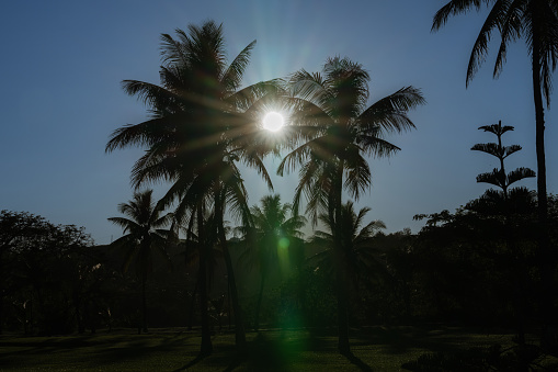 Sun burst through palm trees in silhouette with lens flare effect.