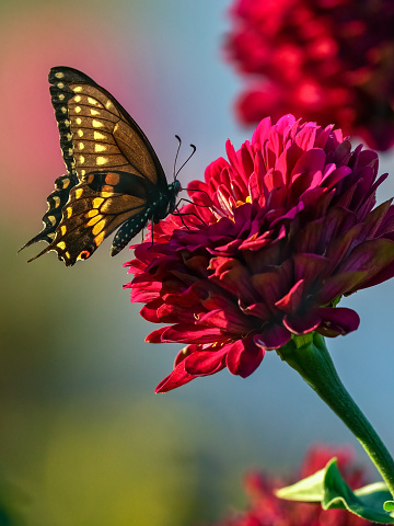 black swallowtail butterfly on red zinnia