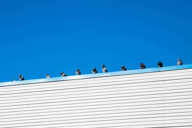 istock A row of pigeons perched on a ledge. Copy space on the blue sky. 1699220587