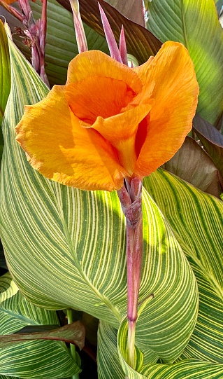 Beautiful Canna Indica Blossom in early Autumn