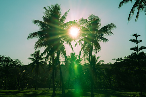 Old image effect sun burst through palm trees in silhouette with lens flare effect.