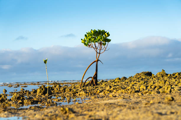 istock Mangrove growing in inter-tidal estuary zone in Fiji. 1699240581