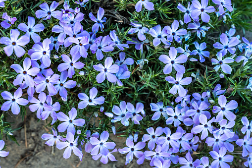 Light Purple Phlox Flowers Cover Image in Crater Lake National Park
