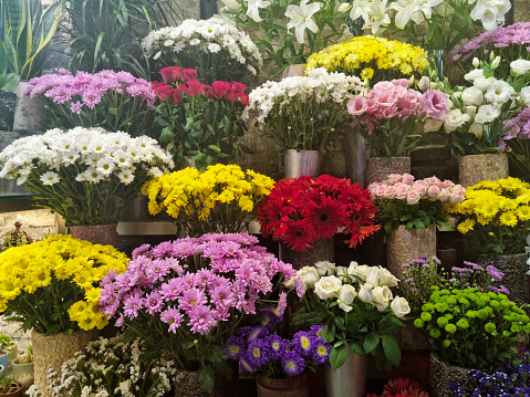 A hanging basket full of flowers, including I believe Convolvulus, and Lobelia, on a white wall