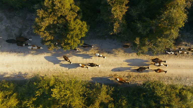 Aerial view of cows directly below, Aerial view of a herd of cows walking on a dirt road in a rural pasture in the morning, Herd of animals grazing, A herd of cow