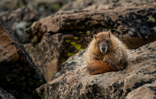 Young Marmot Holds Small Piece of Grass After Grooming Itself