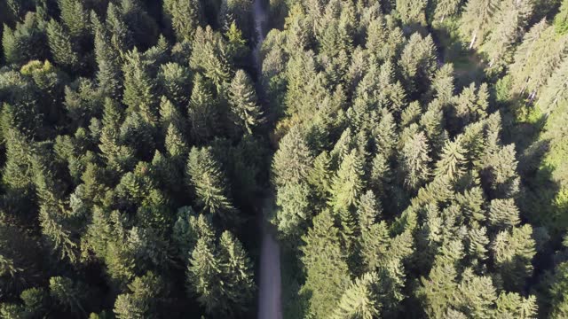 Pine forest filmed from above in Romania