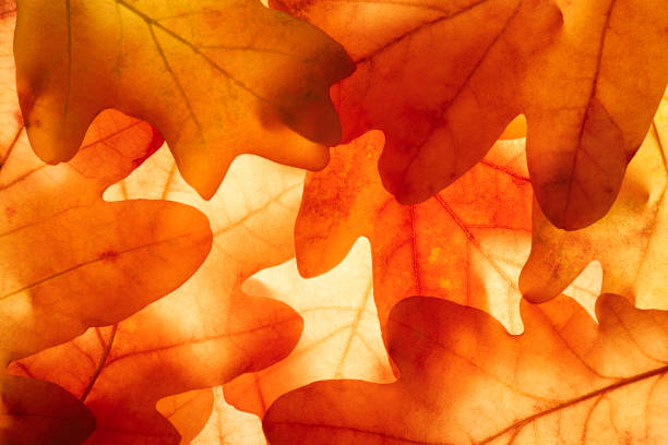 Bright background autumn season leaves close-up with backlight as a background, template or web banner for the design of the autumn theme