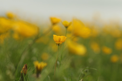 Close up of field of yellow buttercups with shallow depth of field
