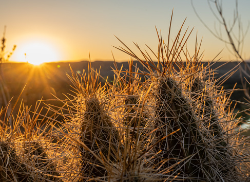 Sunset Light Glows Over Tips of Cactus Needles in Big Bend