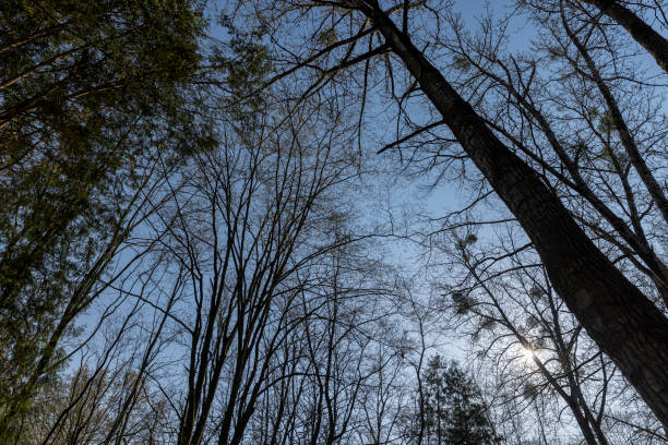 istock deciduous trees in the forest in the spring season 1699296447