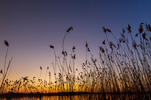 beautiful orange-yellow sunset on a lake with tall grass, the silhouette of tall grass on the background of sunset on the lake is yellow-orange