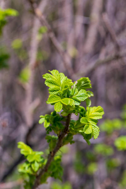 istock green foliage on a rosehip bush in spring 1699296561