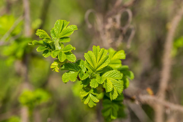 istock green foliage on a rosehip bush in spring 1699297042