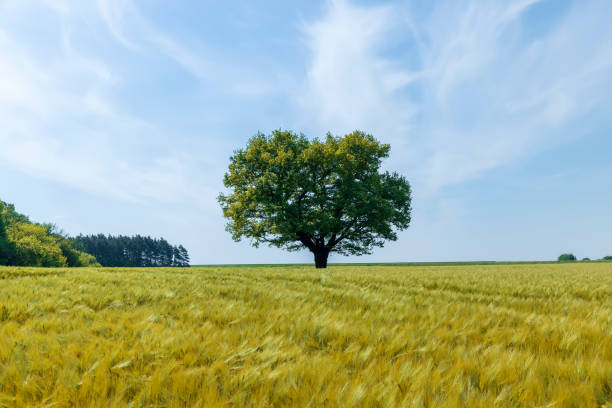 istock one oak with green foliage in the summer field 1699297156