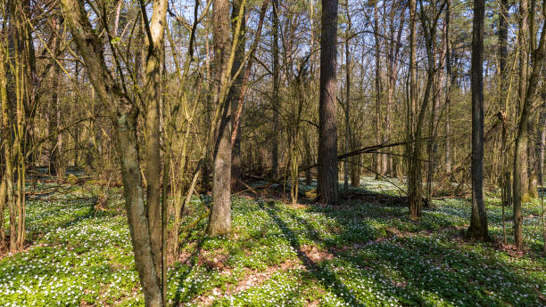 istock the first spring flowers of anemone are white in a mixed forest 1699297799