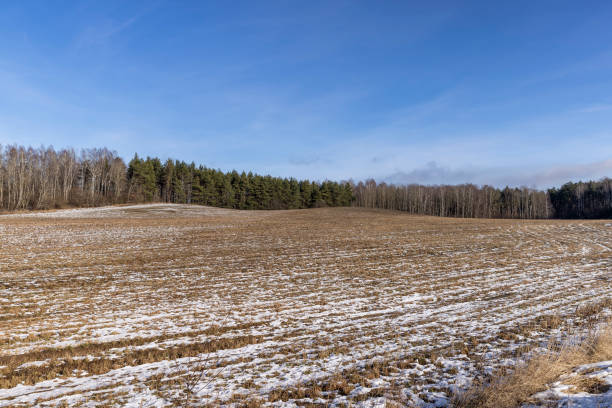 istock dry grass covered with snow after winter snowfalls 1699298682