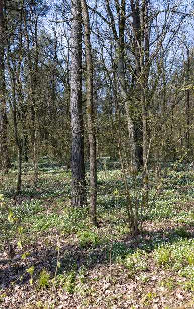 istock the first spring flowers of anemone are white in a mixed forest 1699299020