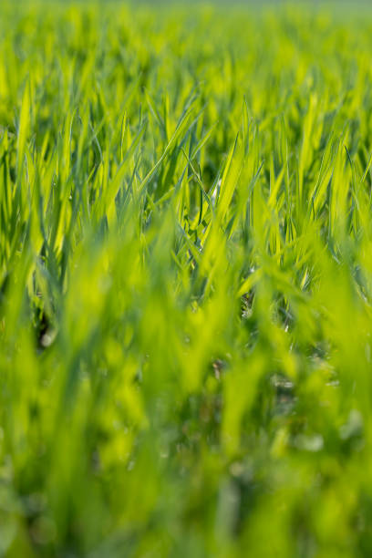 istock a new wheat crop in the spring season, new sprouts 1699299045