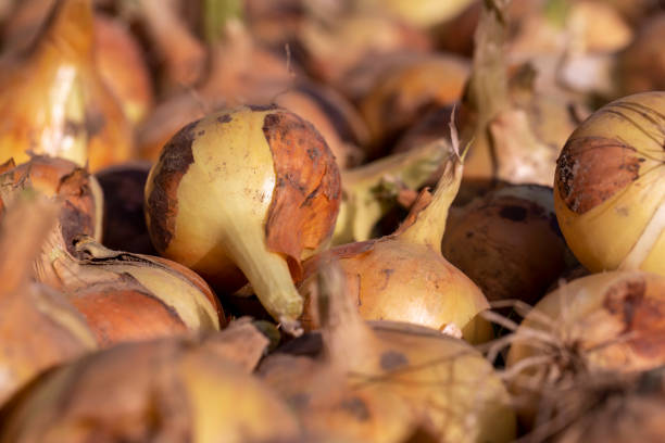 onion harvest during drying in the garden, harvesting onions during the harvesting campaign