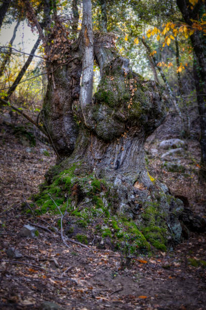 istock Old chestnut tree in autumn time in Mountain Montseny in Spain 1699303498
