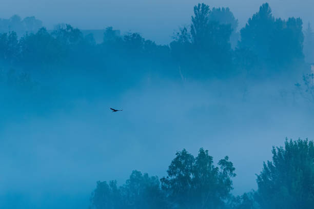 istock Morning fog over forest. 1699304531
