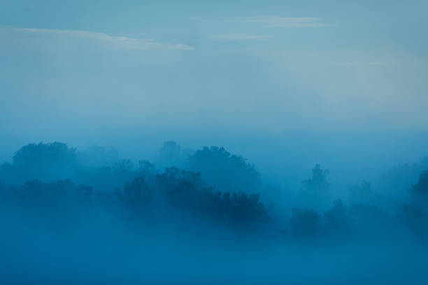 istock Morning fog over forest. 1699305591