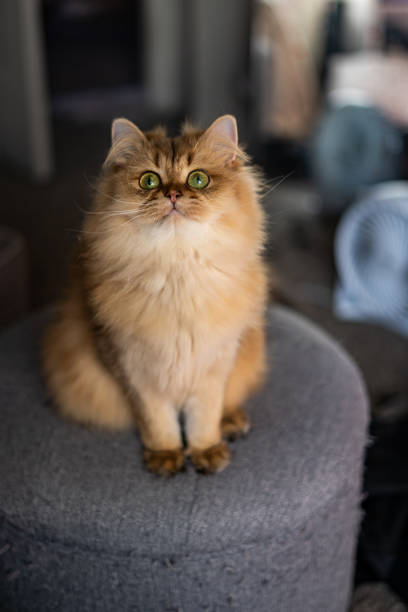 istock Orange Ginger Striped Flat face Scottish Straight Cat Short Legs Portrait 1699306622