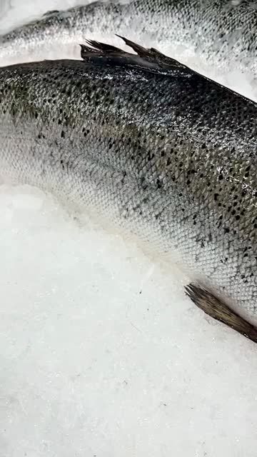 Fresh salmon on ice in supermarket