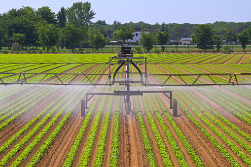 Water Irrigation Mist at Rows of Green Salad Field Agriculture