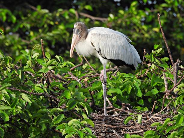 istock Wood Stork (Mycteria americana) - young, resting in the nest 1699318447