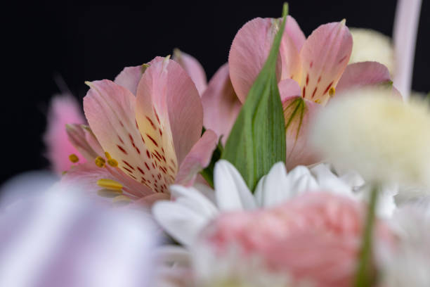 istock used to create a bouquet of old flowers with defects 1699329535