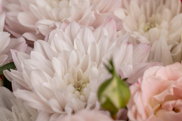 istock a bouquet with different types of flowers in close-up 1699330552