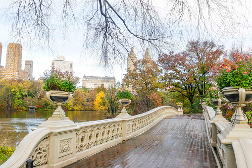 Gold autumn in Central Park, New York City. Bridge.