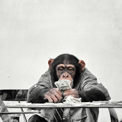 Chimp with cash