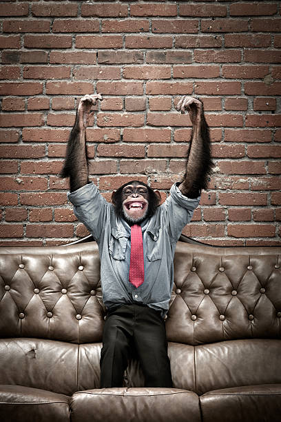 Male chimpanzee in business clothes