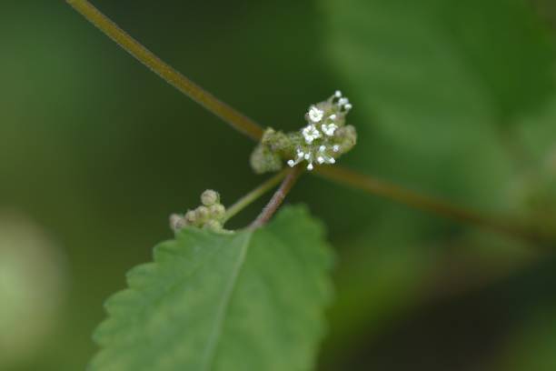 istock Hairy crabweed ( Fatoua villosa ) flowers. Moraceae annual plants. 1699373043